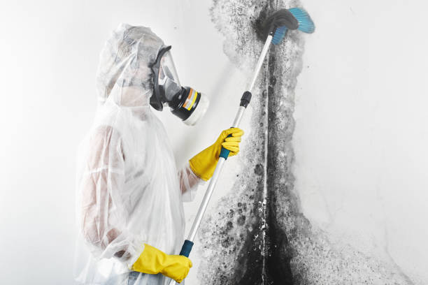 Best Comprehensive Air Testing for Mold Contaminants  in Elkhart, TX