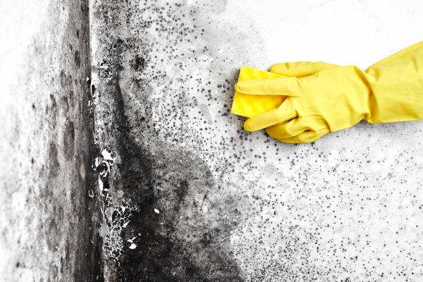 Best Emergency Mold Remediation  in Elkhart, TX