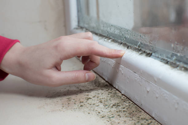 Best Water Damage & Mold Remediation  in Elkhart, TX